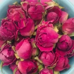 غنچه گل محمدی