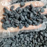 مویز