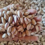 پسته بادومی